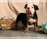 Small Photo #3 Olde English Bulldogge Puppy For Sale in CYNTHIANA, IN, USA