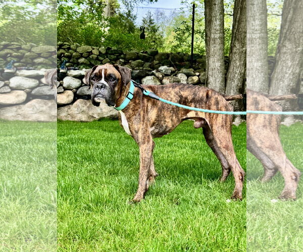 Medium Photo #2 Boxer Puppy For Sale in Dumont, NJ, USA