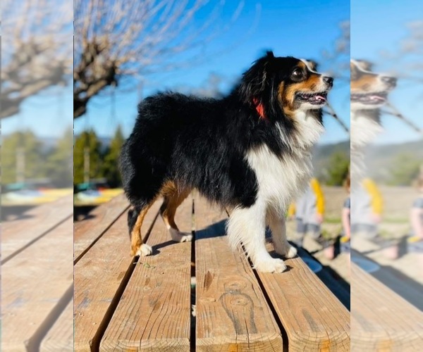 Medium Photo #1 Miniature Australian Shepherd Puppy For Sale in UKIAH, CA, USA