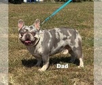 Small Photo #1 French Bulldog Puppy For Sale in SHELBYVILLE, IN, USA