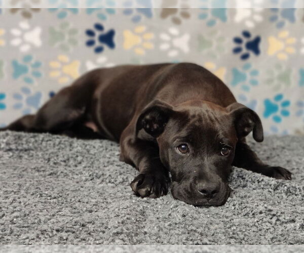 Medium Photo #6 American Staffordshire Terrier-Boxer Mix Puppy For Sale in Talladega, AL, USA