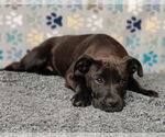 Small #5 American Staffordshire Terrier-Boxer Mix