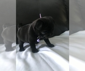Pug Puppy for sale in LITTLE FALLS, NJ, USA