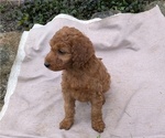 Small Photo #91 Irish Doodle Puppy For Sale in GOSHEN, IN, USA