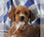 Small #3 Poodle (Miniature)-YorkiePoo Mix