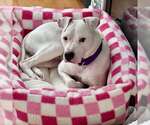 Small #3 American Pit Bull Terrier Mix