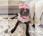 Small #10 Bulldog-Staffordshire Bull Terrier Mix