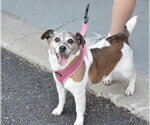 Small Jack Russell Terrier Mix