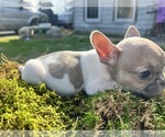 Small Photo #18 French Bulldog Puppy For Sale in NORTH LITTLE ROCK, AR, USA