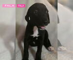 Small #7 Labrador Retriever Mix