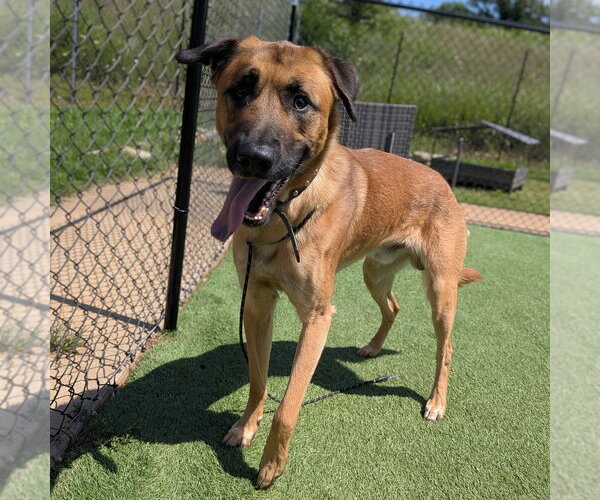 Medium Photo #2 Mutt Puppy For Sale in Vail, AZ, USA