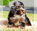 Small #2 Poodle (Miniature)