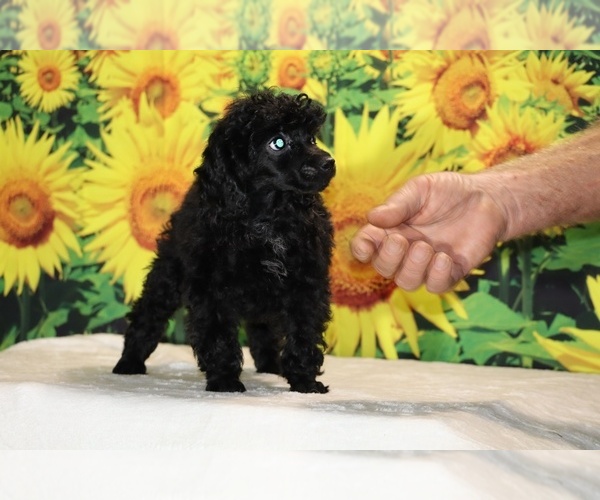 Medium Photo #33 Poodle (Toy) Puppy For Sale in DYERSBURG, TN, USA