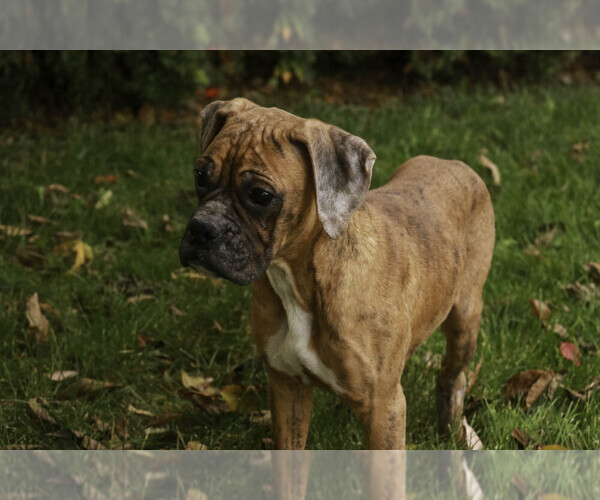 Medium Photo #9 Boxer Puppy For Sale in SHIPSHEWANA, IN, USA