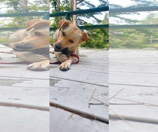 Medium Photo #11 Labrador Retriever-Unknown Mix Puppy For Sale in Woodbury, NY, USA