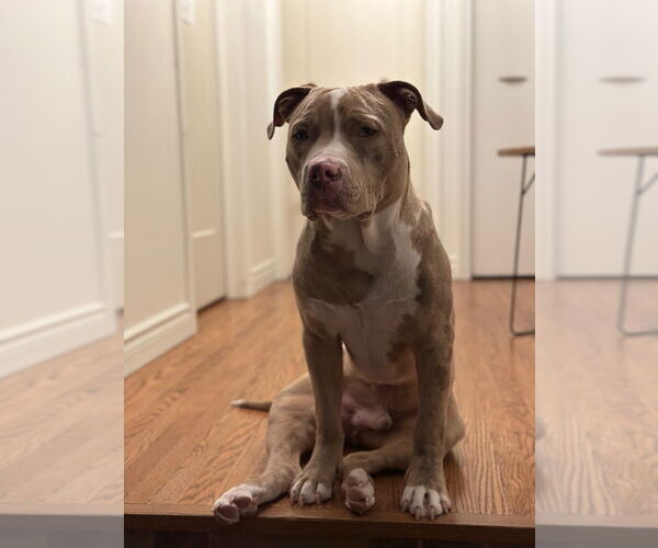 Medium Photo #11 American Bulldog Puppy For Sale in Brights Grove, Ontario, Canada