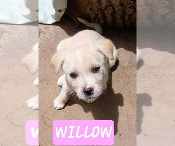Medium Photo #1 Labrador Retriever-Unknown Mix Puppy For Sale in Aurora, IN, USA