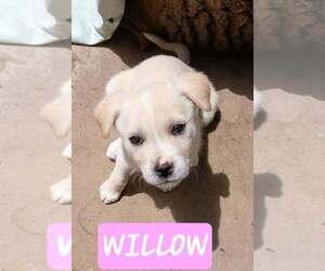 Labrador Retriever-Unknown Mix Dogs for adoption in Aurora, IN, USA