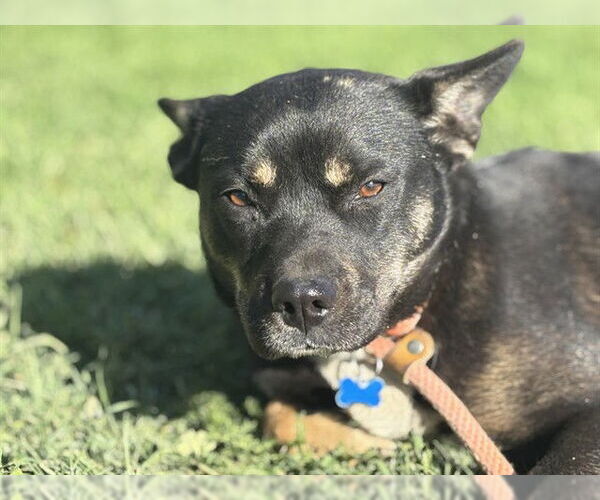 Medium Photo #1 French Bulldog-Unknown Mix Puppy For Sale in Riverside, CA, USA