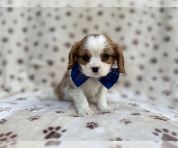 Medium Photo #6 Cavalier King Charles Spaniel Puppy For Sale in LAKELAND, FL, USA