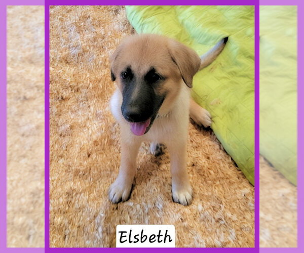 Medium Photo #1 Anatolian Shepherd-Unknown Mix Puppy For Sale in Granbury, TX, USA
