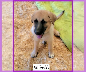 Anatolian Shepherd-Unknown Mix Dogs for adoption in Granbury, TX, USA
