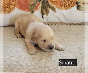 Medium Golden Retriever