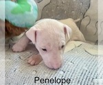 Puppy Penelope Rat Terrier