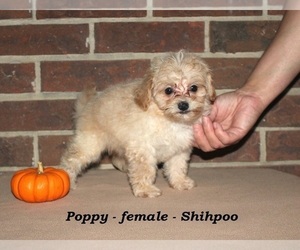 ShihPoo Puppy for sale in CLARKRANGE, TN, USA