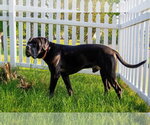 Small #2 Mutt