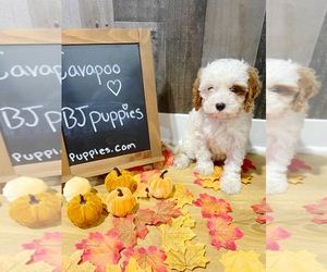 Cavapoo Puppy for sale in NOVI, MI, USA