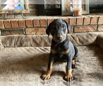 Small Photo #5 Doberman Pinscher Puppy For Sale in CLAREMORE, OK, USA