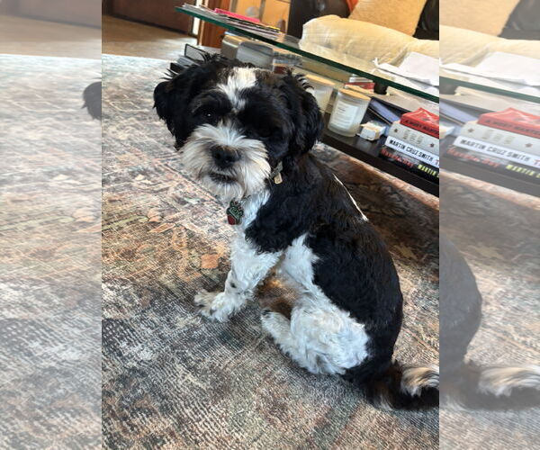 Medium Photo #4 Shih Tzu-Unknown Mix Puppy For Sale in Lockport, NY, USA