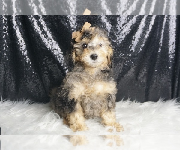 Medium Photo #3 Goldendoodle (Miniature) Puppy For Sale in WARSAW, IN, USA