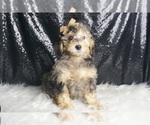 Small Photo #3 Goldendoodle (Miniature) Puppy For Sale in WARSAW, IN, USA