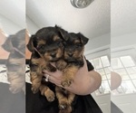 Small Photo #14 Yorkshire Terrier Puppy For Sale in FORT WORTH, TX, USA