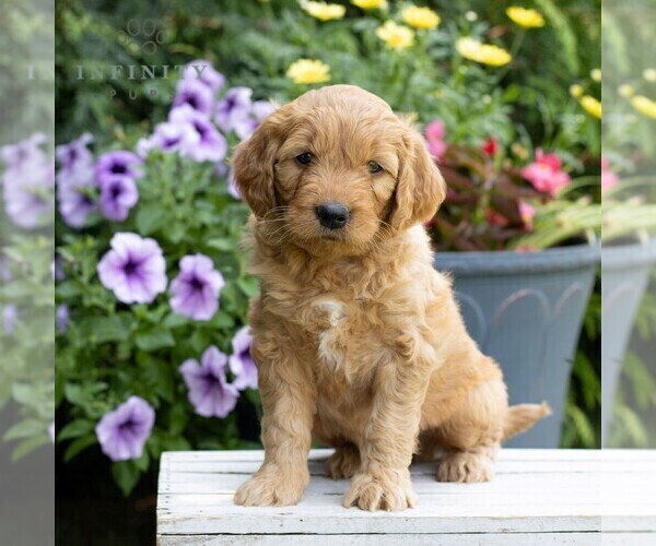 Medium Photo #3 Goldendoodle Puppy For Sale in LITITZ, PA, USA