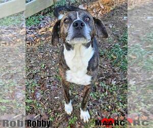 Mutt Dogs for adoption in Maryville, TN, USA