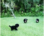 Small Photo #32 Bernedoodle Puppy For Sale in FLEMING ISLAND, FL, USA