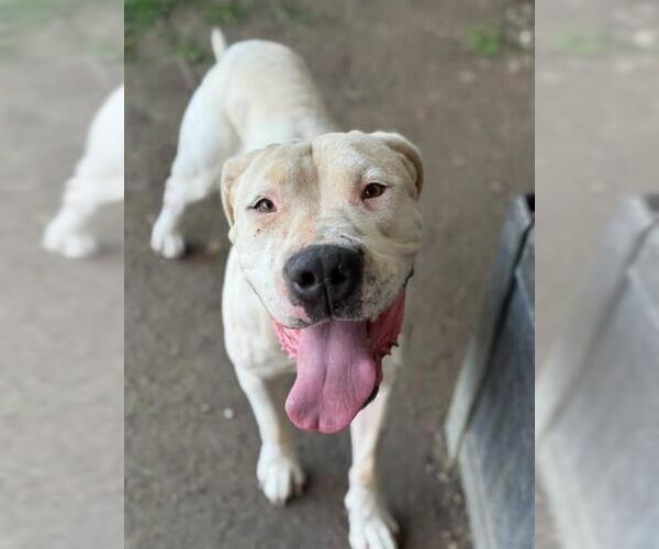 Medium Photo #2 Dogo Argentino Puppy For Sale in Riverside, CA, USA