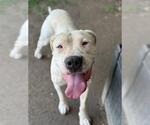 Small #1 Dogo Argentino