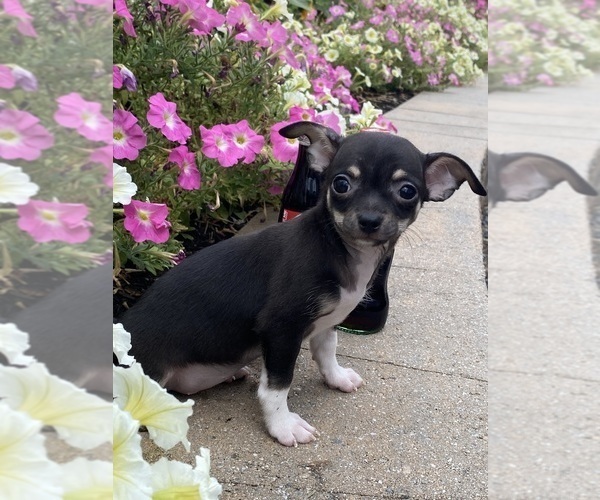 Medium Photo #4 Chihuahua Puppy For Sale in CANOGA, NY, USA