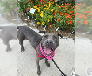 American Staffordshire Terrier-Unknown Mix Dogs for adoption in Tallahassee, FL, USA