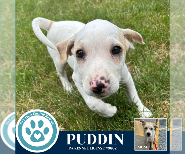 Medium Photo #4 Mutt Puppy For Sale in Kimberton, PA, USA