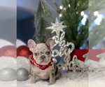 Puppy 3 French Bulldog