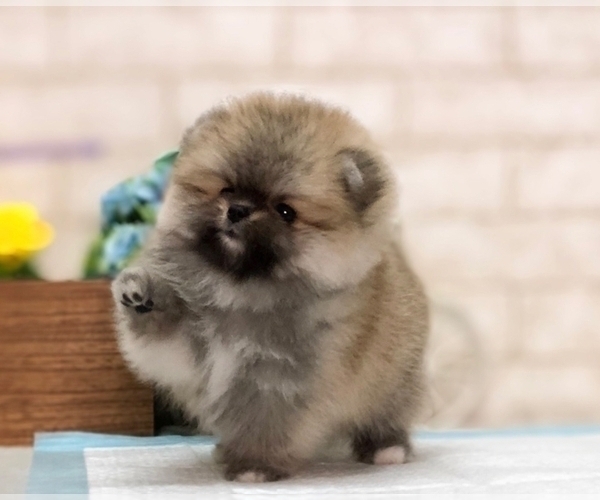 Medium Photo #5 Pomeranian Puppy For Sale in DALLAS, TX, USA