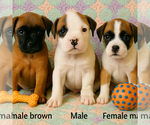 Small #1 Boxer