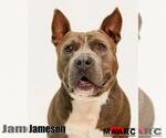 Small #2 American Bulldog Mix
