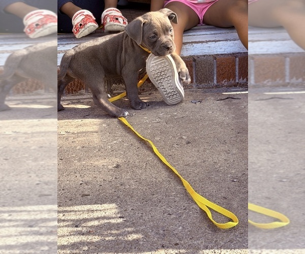 Medium Photo #3 American Bully Puppy For Sale in BUFFALO, NY, USA