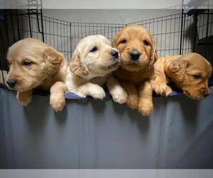 Golden Irish Puppy for sale in DELAND, FL, USA